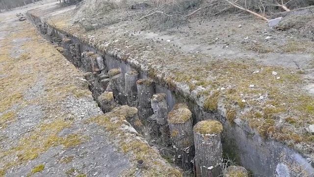 Вешенка: Закладываем грибные грядки. Выбор дерева. Грибной бизнес. Все натурально. Ферма Чистяковы смотреть онлайн