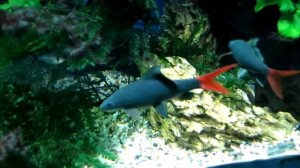 Лабео биколор, двухцветный лабео