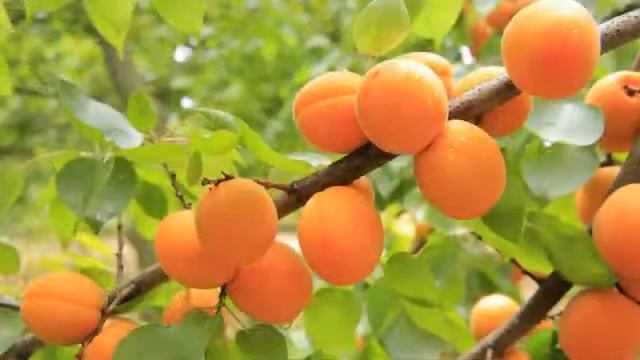 Супер крем для здоровья кожи. Зверобой Ersag