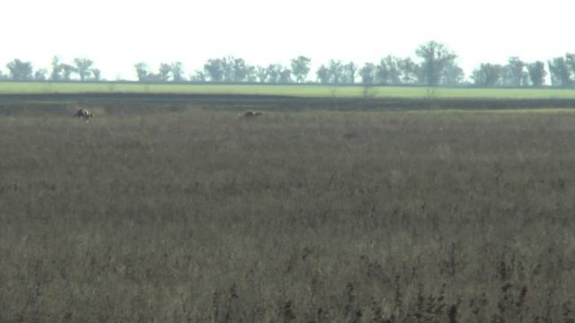 Охота с русскими борзыми на зайца-русака смотреть онлайн