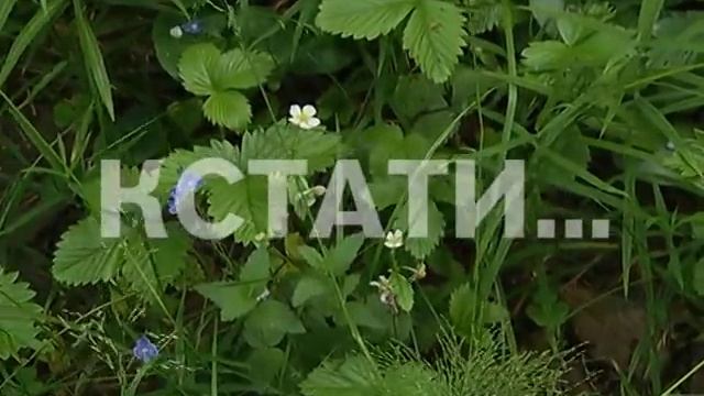 Природный сбой - вместо первых ягод, в лесах появились первые грибы смотреть онлайн