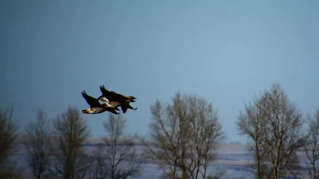 гусь 2018. обстановка на 5.04 смотреть онлайн