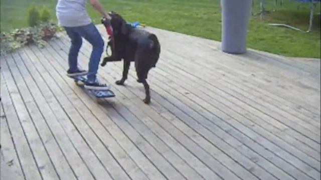 My ripstick partner Bentley part 1 смотреть онлайн