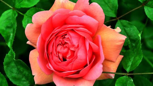 Самые хорошие русские новинки и фото онлайн