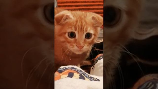 Прыг от рыжего вислоухого котёнка смотреть онлайн