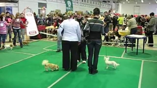 Чихуахуа Д/Ш(1 часть) "Кубок зоосферы" 21.11.2010 смотреть онлайн