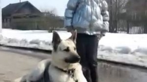 Питомник восточно-европейских овчарок "ВЕОЛАР"