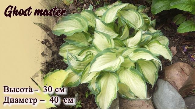 Сорта хост разного цвета  и разного размера. Хоста растение тени.