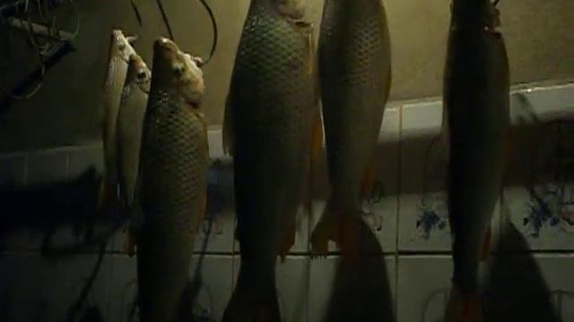 pescaria em ibiai maio 2010 william sr luiz e lalado clube dos 14 смотреть онлайн