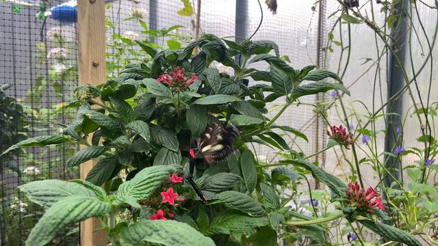 Heliconius melpomene and Heliconius atthis butterflies feeding on Pentas смотреть онлайн