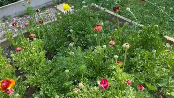 Oops, I Did It Again…I Bought More Hydrangeas….