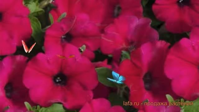 Петуния мультифлора Карпет Вельвет ? обзор: как сажать, семена петунии Карпет Вельвет смотреть онлайн