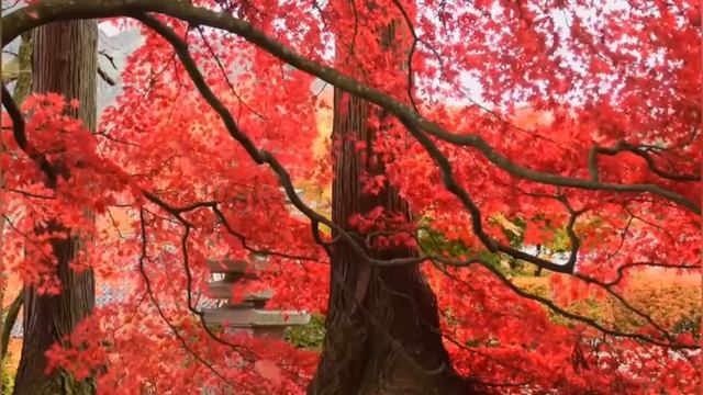 Видео для саморазвития,медитации и здорового сна!Новинки 2021 года смотреть онлайн