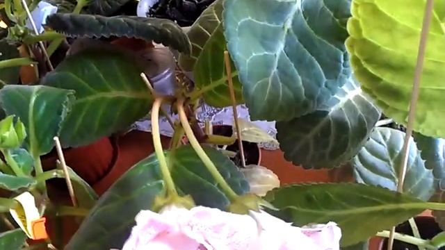 Глоксинии цветут. 26.08.19. смотреть онлайн