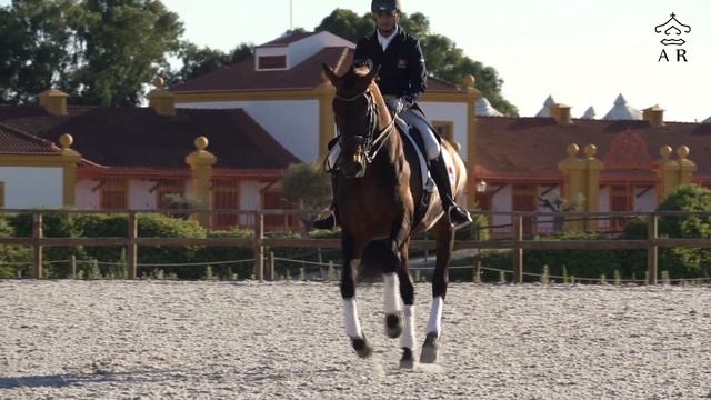 Beirão AR - Lusitano Breeding Stallion