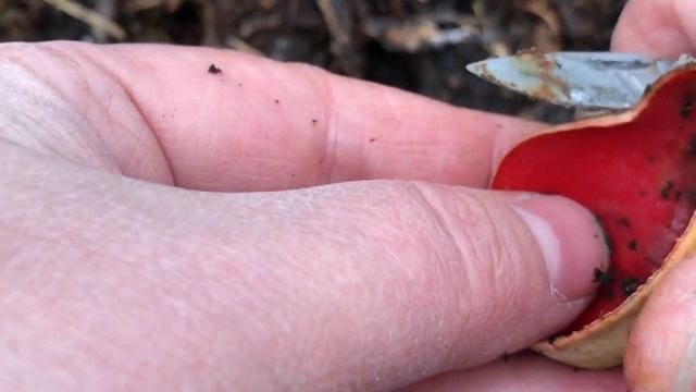 Саркосцифа Алая или Эльфова чаша- первый съедобный весенний гриб, как выглядит, свойства смотреть онлайн