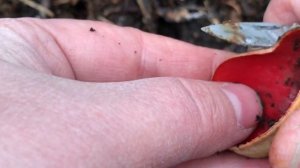 Саркосцифа Алая или Эльфова чаша- первый съедобный весенний гриб, как выглядит, свойства