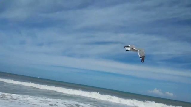 Чайки в полете.