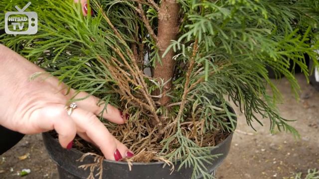 Как выбрать тую? ➡ Советы при покупке хвойников ✅ смотреть онлайн