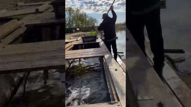 Платная рыбалка, пруд Чёрные камни 08.05.21. Запуск карпа. смотреть онлайн