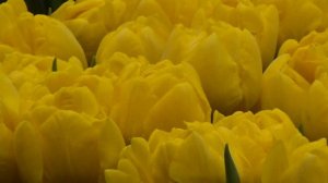 Tulip «Marie Jo» - Double Early Tulip from DutchGrown.com