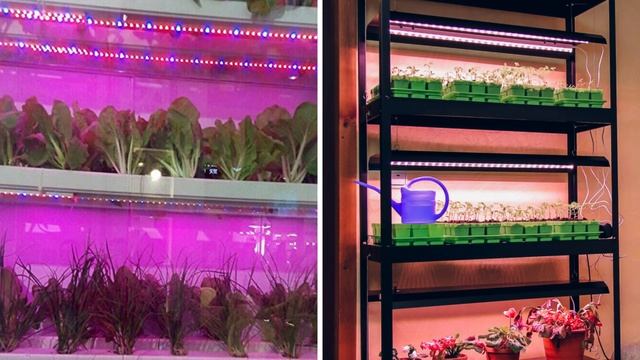 Лучшая подсветка рассады цветов и овощей. Какую выбрать лампу - люминесцентную или светодиодную смотреть онлайн
