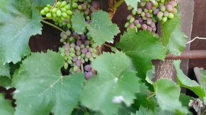 Виноград Кишмиш Юпитер. Начало созревания