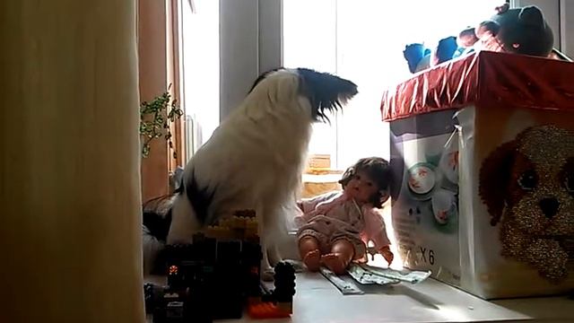 Очень заботливая и ласковая собака!!! смотреть онлайн