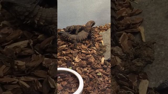 Ouroborus cataphractus copulating for the second time смотреть онлайн