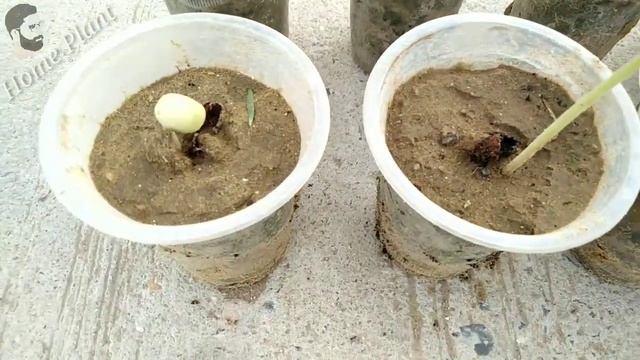 How to grow Tamarind from seeds. смотреть онлайн