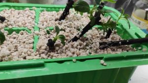 Результат черенкования метельчатой гортензии 🌿в перлите. Мои выводы.