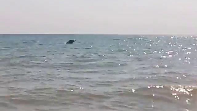 дельфин прыгает смотреть онлайн