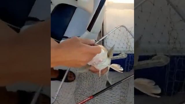 13.08.21г. Ловим крупных судаков. Клёвое местечко. Камское устье смотреть онлайн