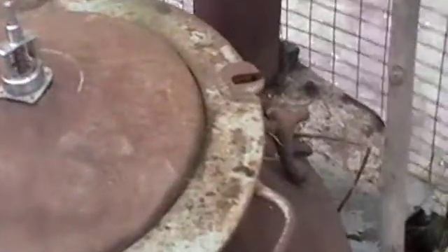 копчение гуся смотреть онлайн