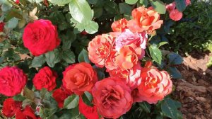 Роза Штёртебекер в Подмосковье