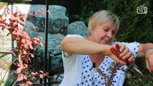 Барбарис ? Особенности выращивания: уход, обрезка, удобрение