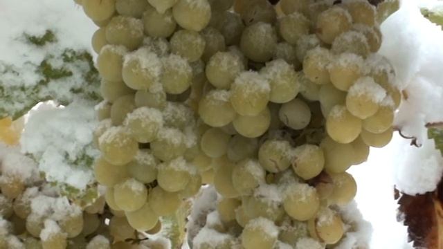 СОЛНЕЧНАЯ ЯГОДА ПОД ПОКРОВОМ СНЕГА. смотреть онлайн