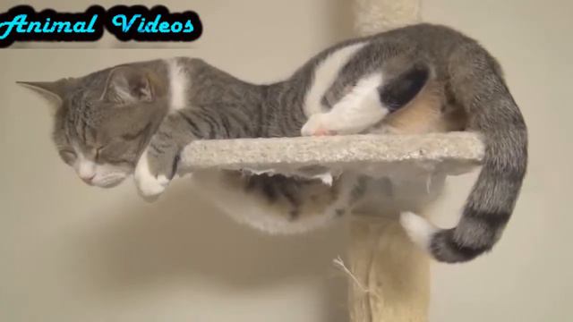 Приколы с животными №69   Как Кошки спят HD Смешные животные  Animal Videos