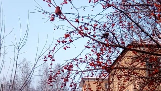 Наши маленькие гости смотреть онлайн