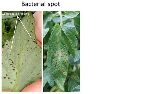 Identification of Septoria leaf spot of tomato смотреть онлайн