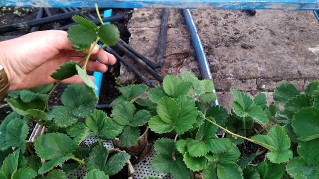 Первая посылка в этом сезоне) какая она? Смотрим смотреть онлайн