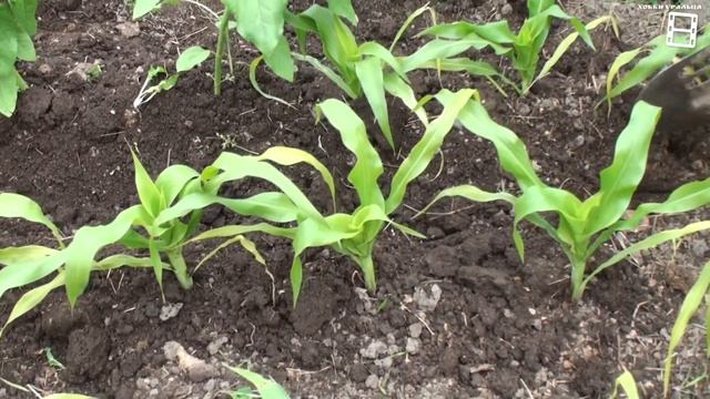 КАК ВЫРАСТИТЬ КУКУРУЗУ В ОТКРЫТОМ ГРУНТЕ В ЗОНЕ РИСКОВАННОГО ЗЕМЛЕДЕЛИЯ САД ОГОРОД И ТЕПЛИЦА смотреть онлайн