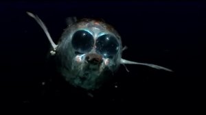 Кто обитает в самой глубокой точке океана? Самые необычные подводные существа!