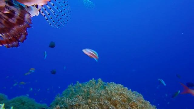 Музыка для сна | Музыка для души | Музыка для медитации | Музыка для йоги | Музыка для массажа | смотреть онлайн