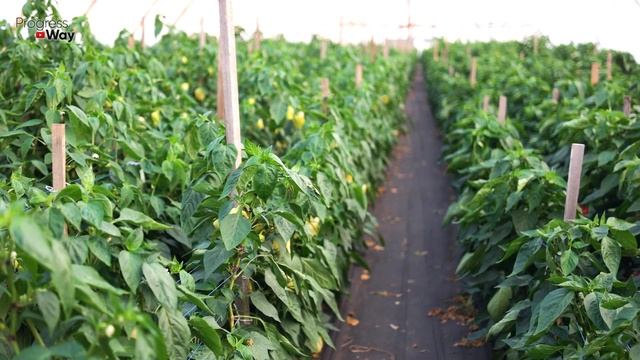 ОБЯЗАТЕЛЬНО ДАЙТЕ КРАХМАЛ ПЕРЦУ! И Готовьте МЕШКИ Под Перец Для Сбора Огромного Урожая! смотреть онлайн