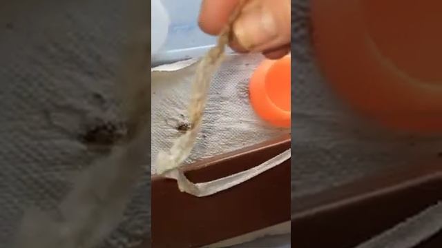 Малыш маисового полоза Катриель полинял! смотреть онлайн