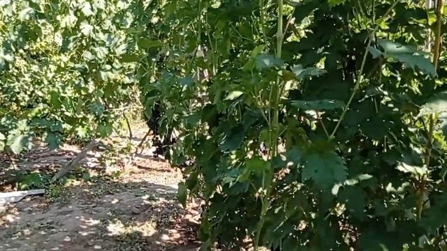 @Виноград прима, ультраранний мускат Виноград 2021 смотреть онлайн