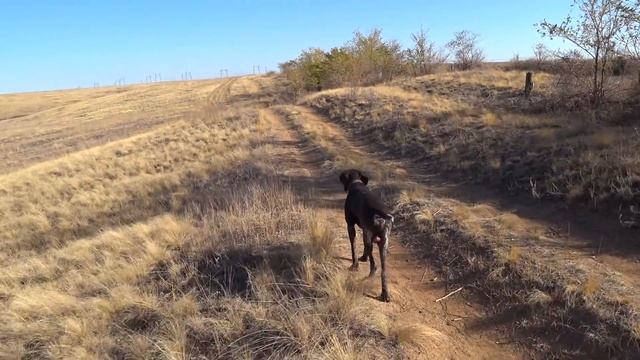 #6 Ходовая Охота Осенью. Охота на Куропатку. Курцхаар. Поле Тыквы смотреть онлайн