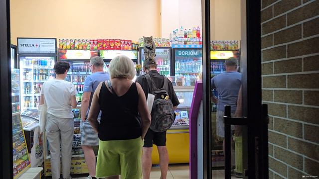 Вечерний этюд с котом смотреть онлайн