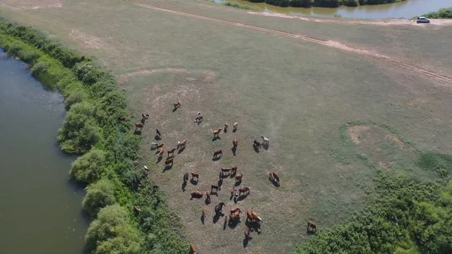 Стадо коров на реке Нура, возле Абай. 2 км от Коргалжын смотреть онлайн